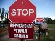 В двух хозяйствах Волгоградской области снова обнаружена АЧС