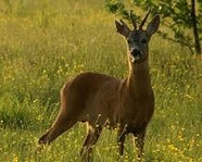 Вынесен приговор браконьерам, убившим косулю в Волгоградской области