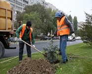 В Волгограде высадили еще 300 деревьев