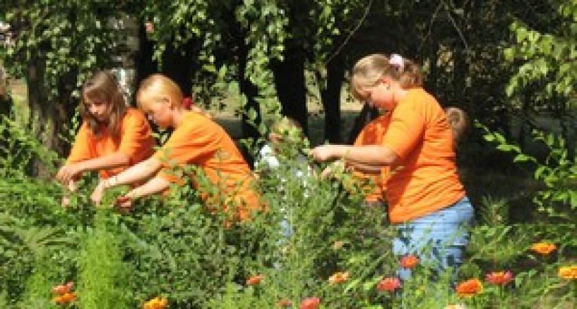 Школьники-лесоводы продолжают работать