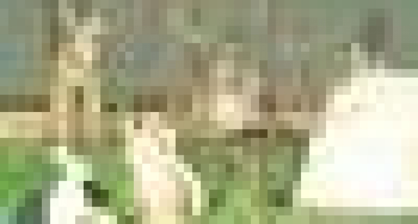 Слёт школьных лесничеств