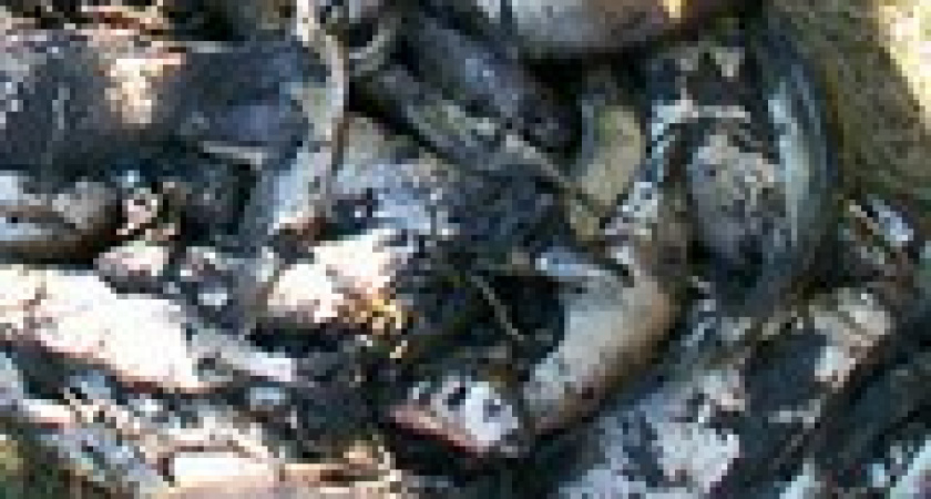 Борьба с браконьерами