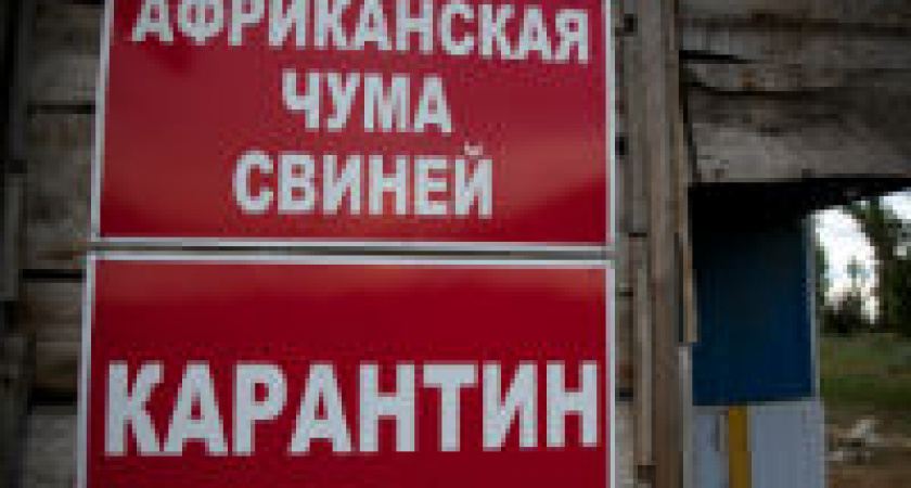 Под Волгоградом обнаружен вирус АЧС 