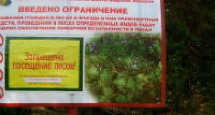 В Волгоградской области до 1 августа продлен  запрет на посещение лесов