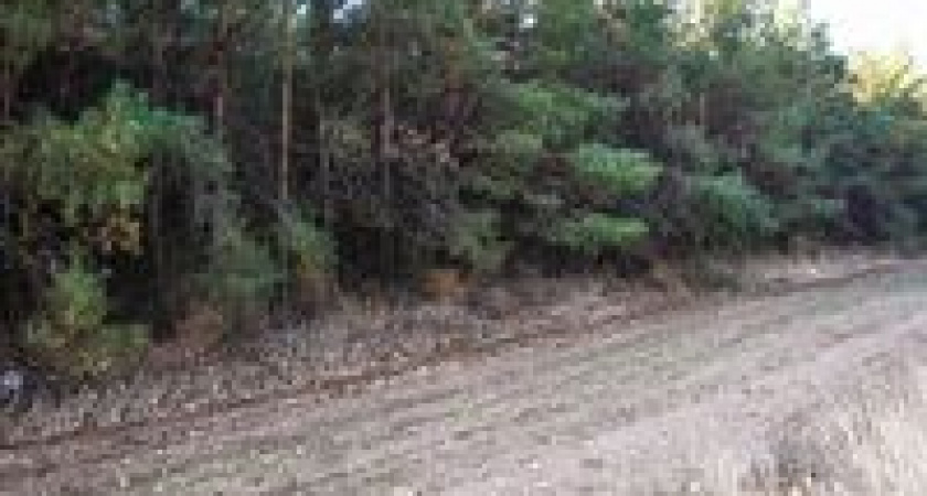 В Волгоградской области из-за жары продлено ограничение на посещение лесов