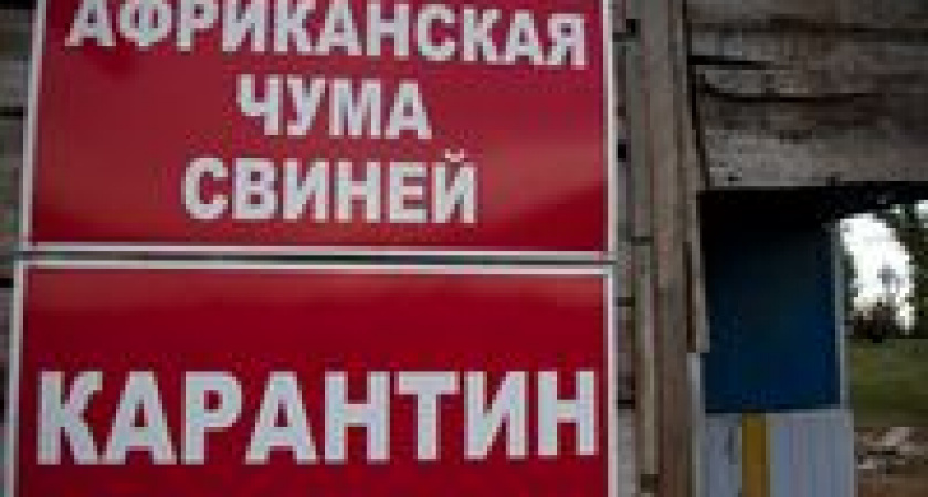 В Волгоградской области 220 хозяйств, пострадавших от свиной чумы, получат компенсации
