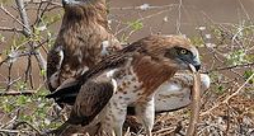 В Волгоградской области обнаружено гнездовье редчайшей птицы