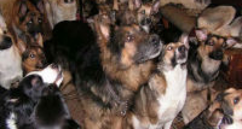 Госдума предлагает регионам решать вопрос о содержании животных в квартирах