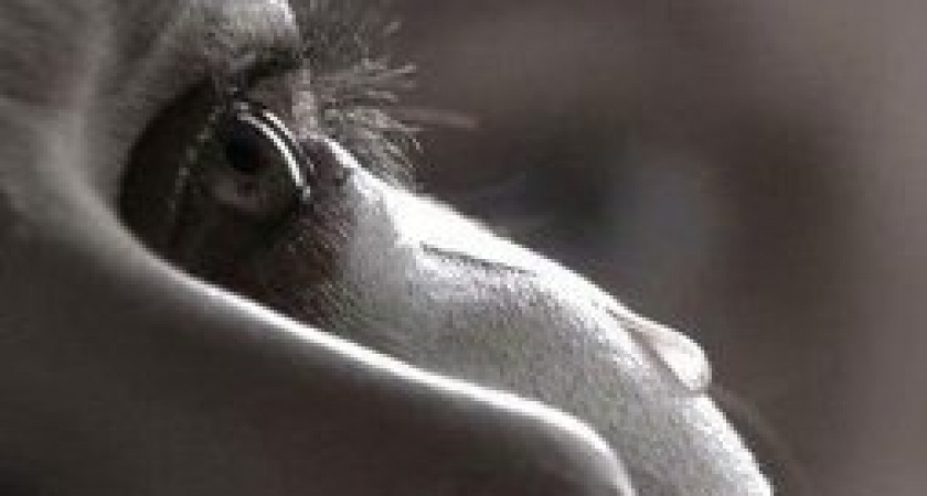 Под Волгоградом парень угрожал девушке пистолетом