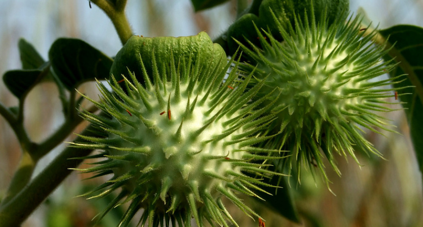 Под Волгоградом 13-летний подросток и его приятель отравились семенами Дурмана