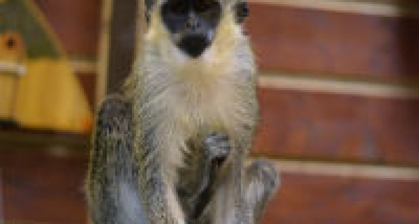 В Трогательном зоопарке появился новый обитатель