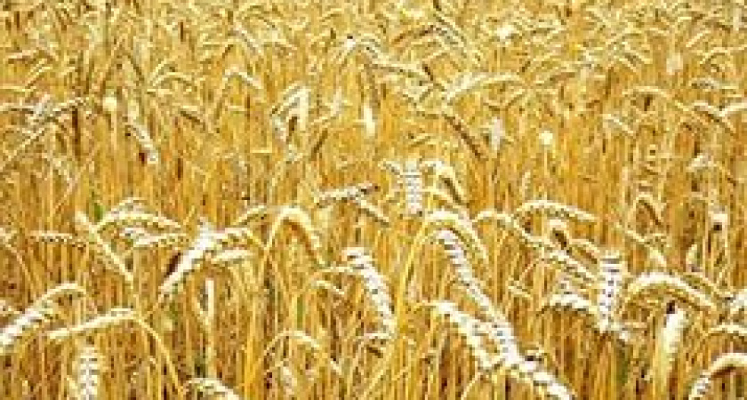 В России 27 октября пройдут первые торги зерновых по новым ценам