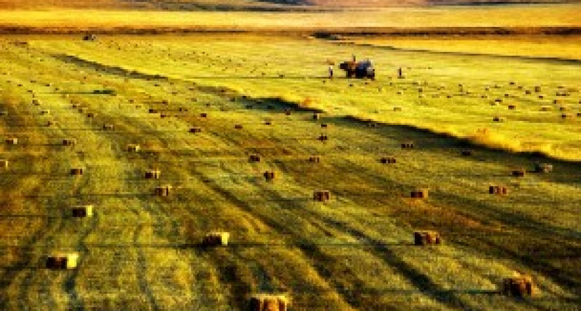 В Волгограде собрано  около полумиллиона тонн овощей