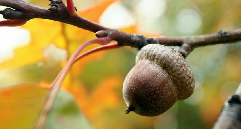 Под Волгоградом началась традиционная акция по сбору желудей