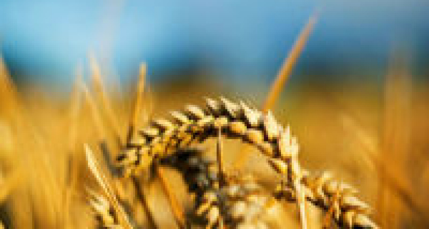 Волгоградская область заняла 10 место в России по производству зерна