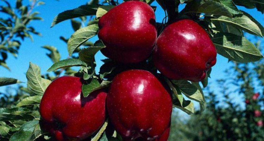 Яблоки бесплатно