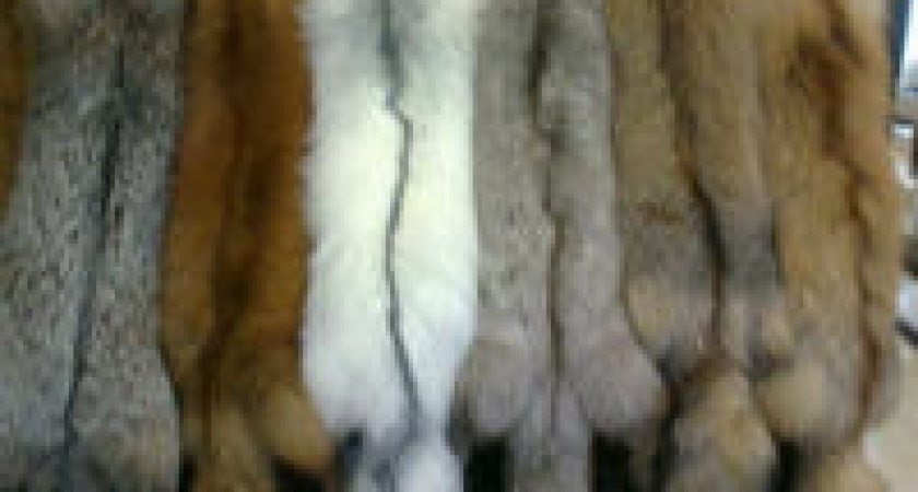 В Волгограде проходит акция «Красота не требует жертв»