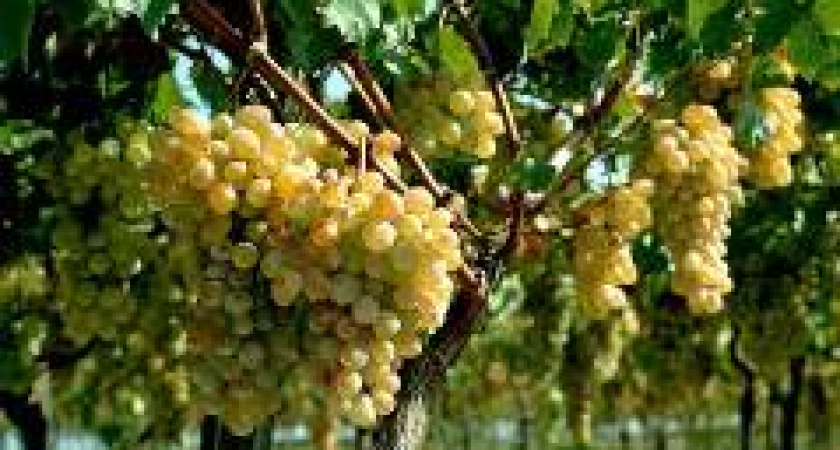 Под Волгоградом хотят создать селекционный центр винограда