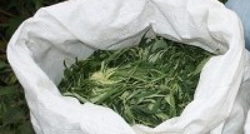 Под Волгоградом несколько человек хранили наркотики