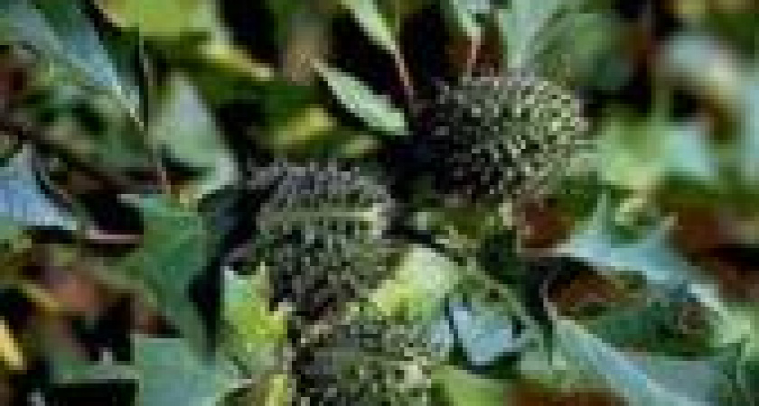 Под Волгоградом школьницы отравились семенем дурмана