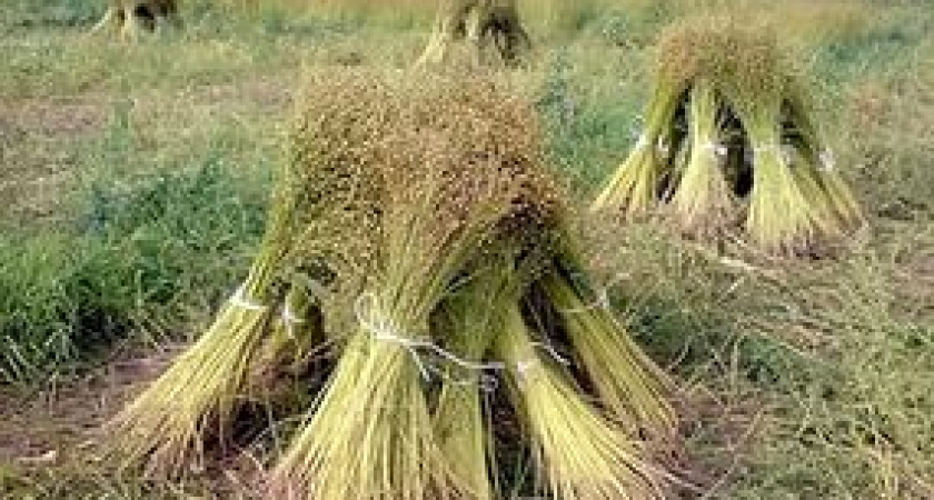 Волгоградская область на 3 месте среди регионов России по урожаю льна