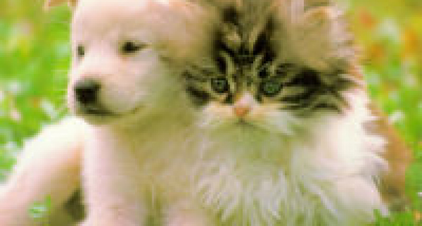 Вспомни о братьях наших меньших!