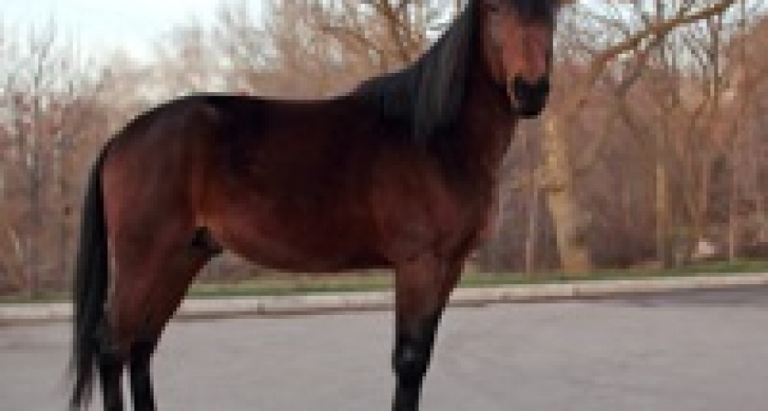 В Волгограде не могут найти беременную лошадь