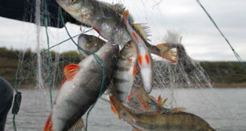 Под Волгоградом брат рыбинспектора промышлял браконьерством