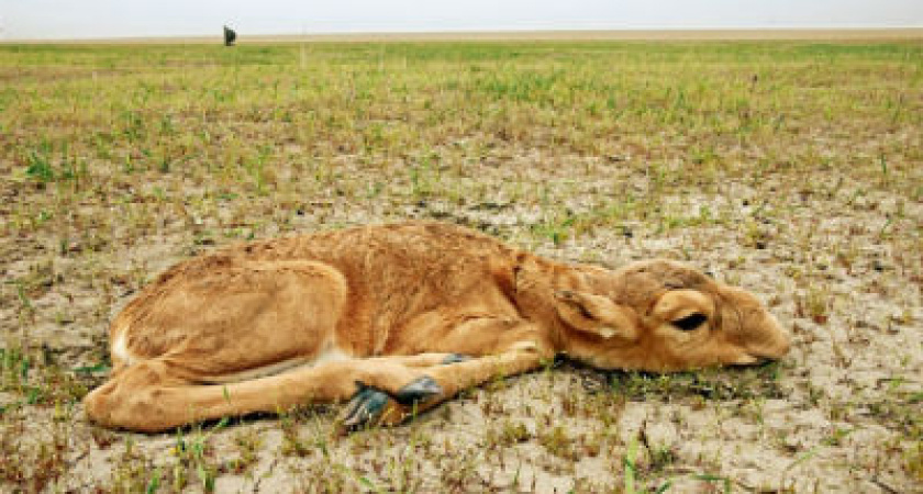 Под Волгоградом двое предстанут перед судом за незаконный отстрел сайгаков