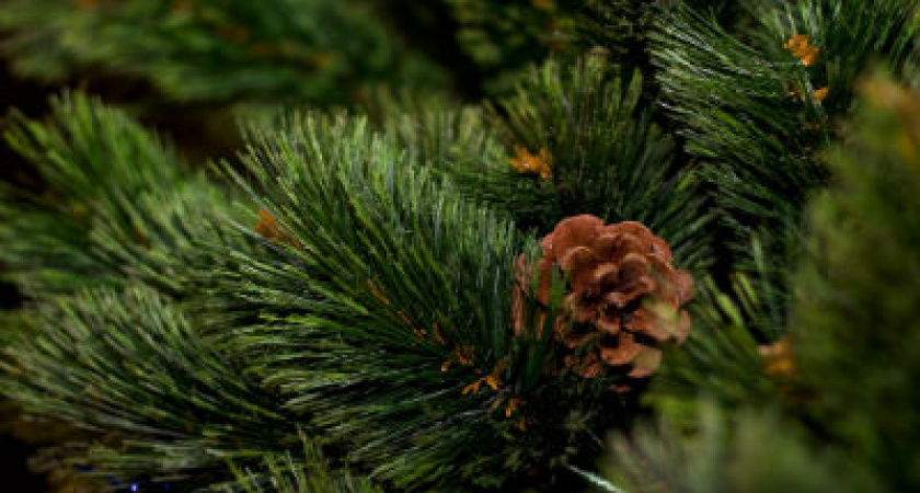 В Волгограде появились первые елочные базары