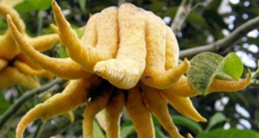 В Волгограде созрела «рука будды»