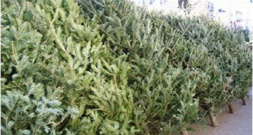 В Волгограде самые дорогие елочные базары