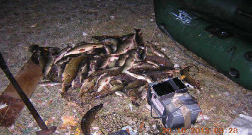 Под Волгоградом рыбу уничтожали электротоком