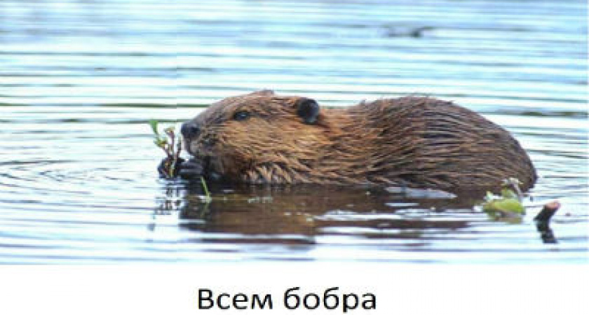 В Волгоградской области стало больше бобров и барсуков