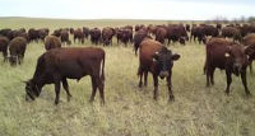 Под Волгоградом безработные угнали коров