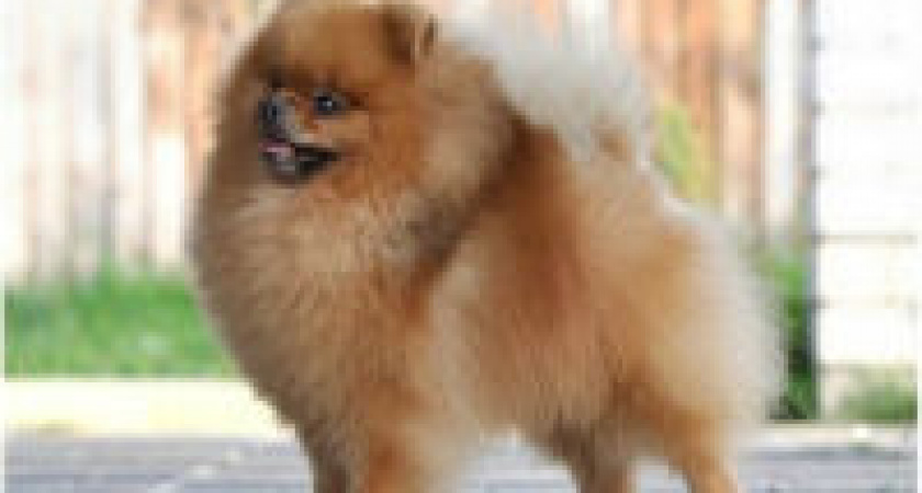 В Волгограде собака спасла от смерти студента