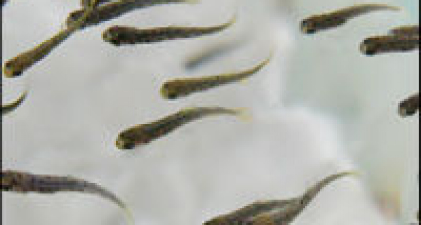 В Волгограде в водоемы пустили мальков