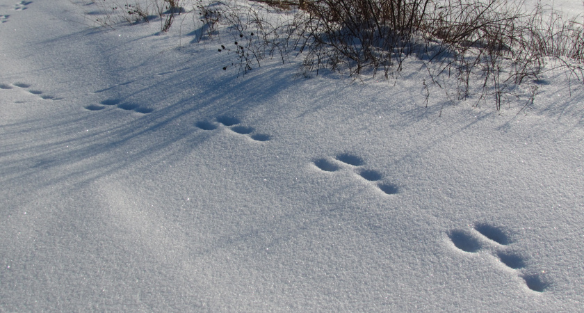 В Волгоградской области завершен сезон охоты на лосей