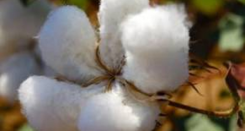 В Волгоградской области планируют увеличить посевы хлопка