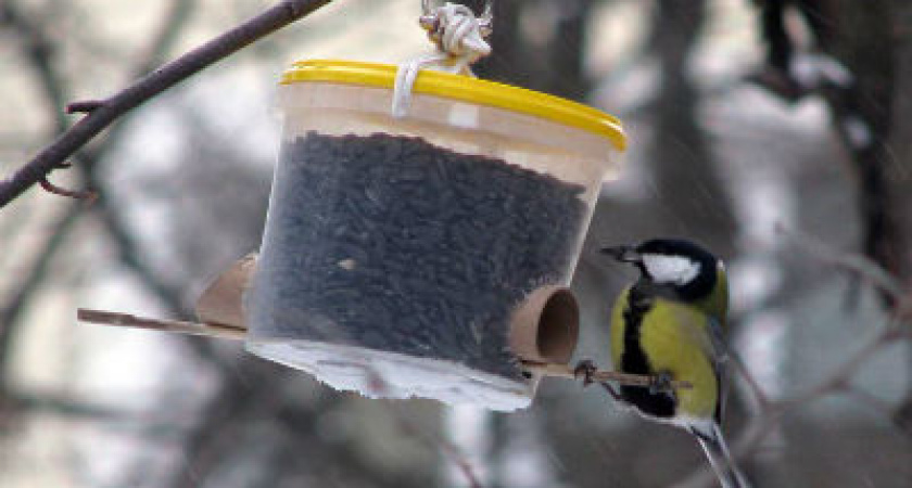 В Волгоградской области птиц ждет голодная смерть