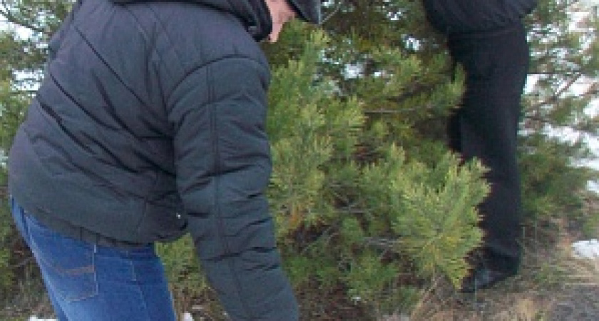 В Волгограде лесоводами собрано 4,5 тонн сосновых шишек