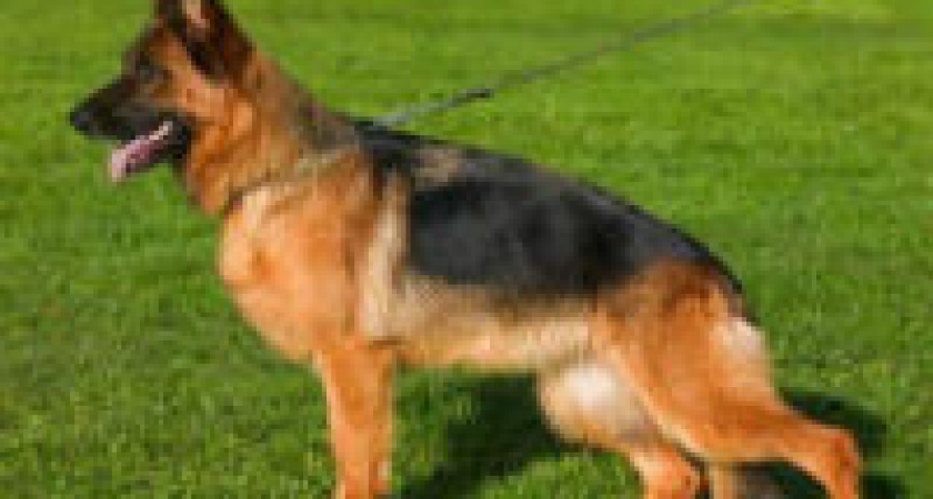 В Волгограде овчарка помогла сыщикам найти вора