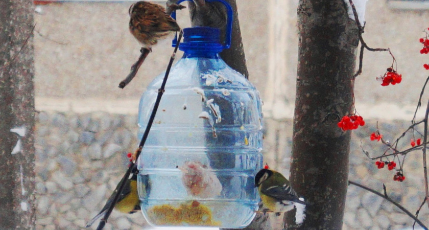 Под Волгоградом стартовал «Марафон помощи птицам»