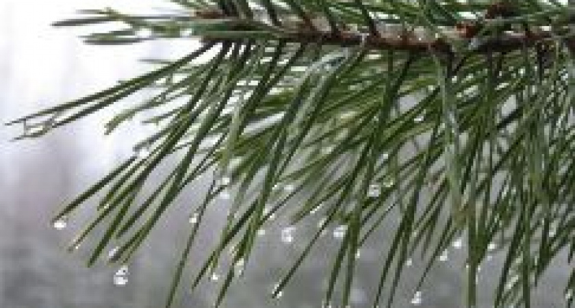 В Волгограде до конца февраля продержится теплая погода