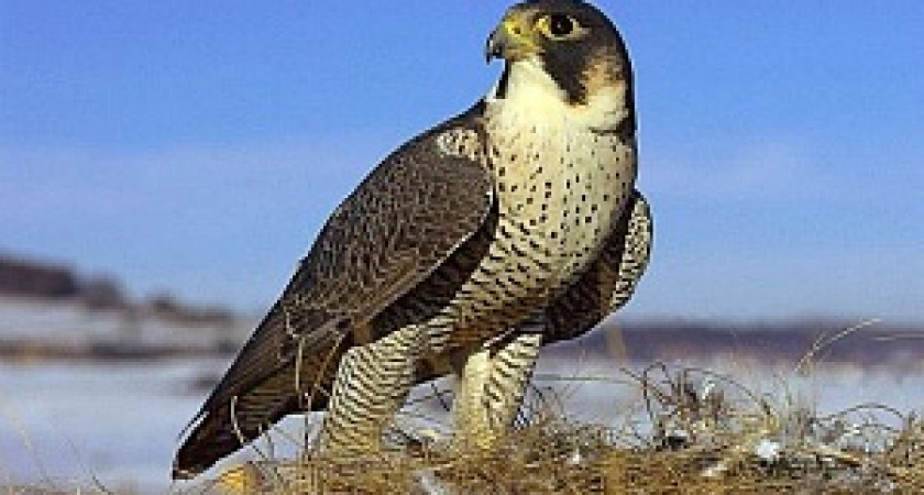 Под Волгоградом вновь замечен краснокнижный сапсан