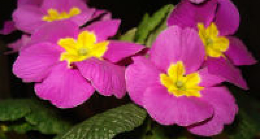 В Волгоградском ботаническом саду зацвели примулы