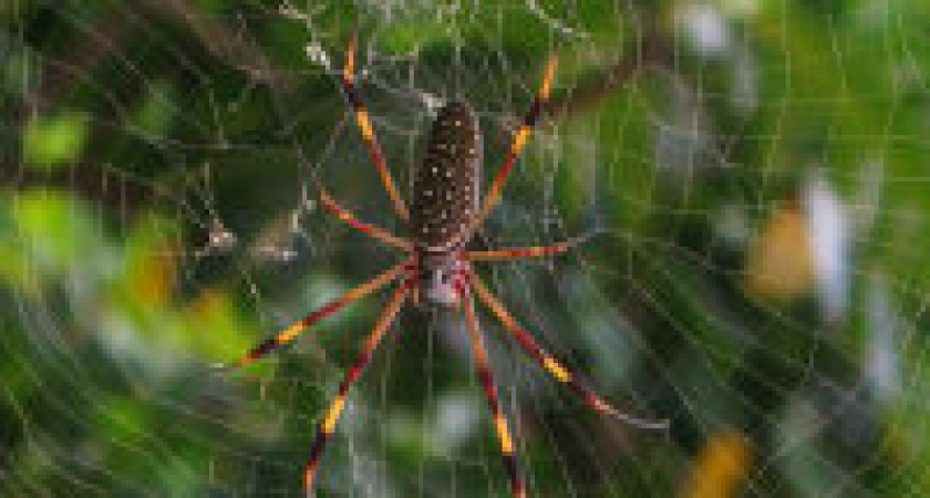 Под Волгоградом арахнологии обнаружили 48 видов редких пауков