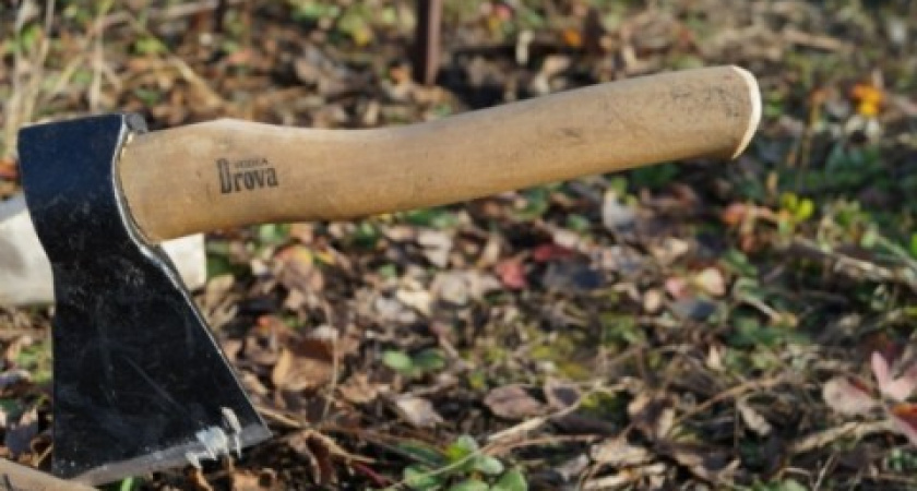 Под Волгоградом хуторянин незаконно вырубил 46 вязов