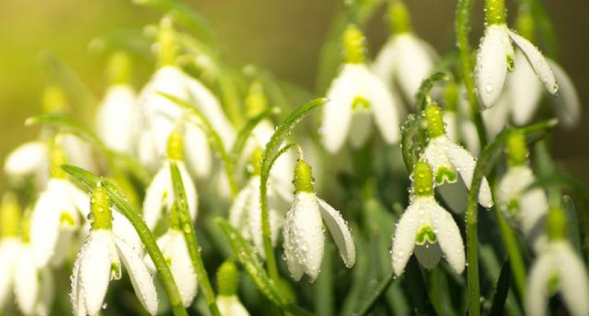 В Волгоградской области изъято 119 запрещенных к продаже растений