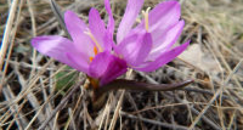 Под Волгоградом раньше времени зацвели краснокнижные брандушки